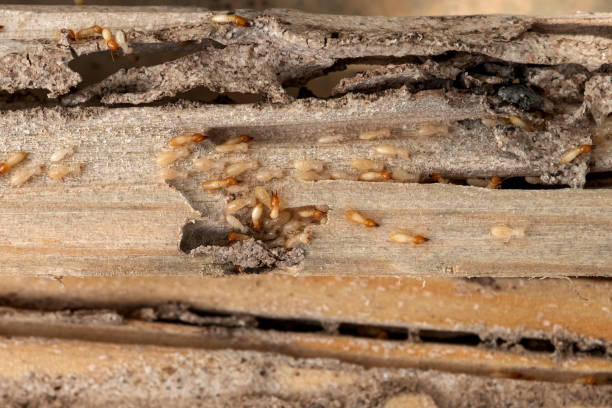 Best Termite Control Services  in Jackson, GA